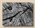 Wood 1